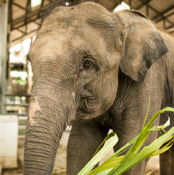 Elephant Parade ChristmasSanta Ornament