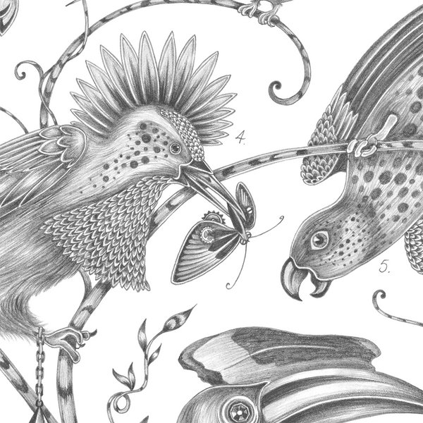 Emma J Shipley Audubon Colouring Page Free Download