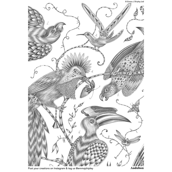emma j shipley Audubon Colouring Page Free Download