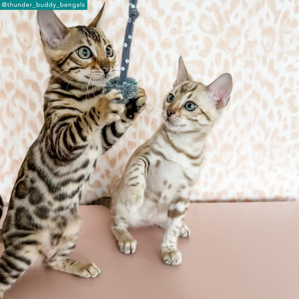 emma j shipley Felis Wallpaper