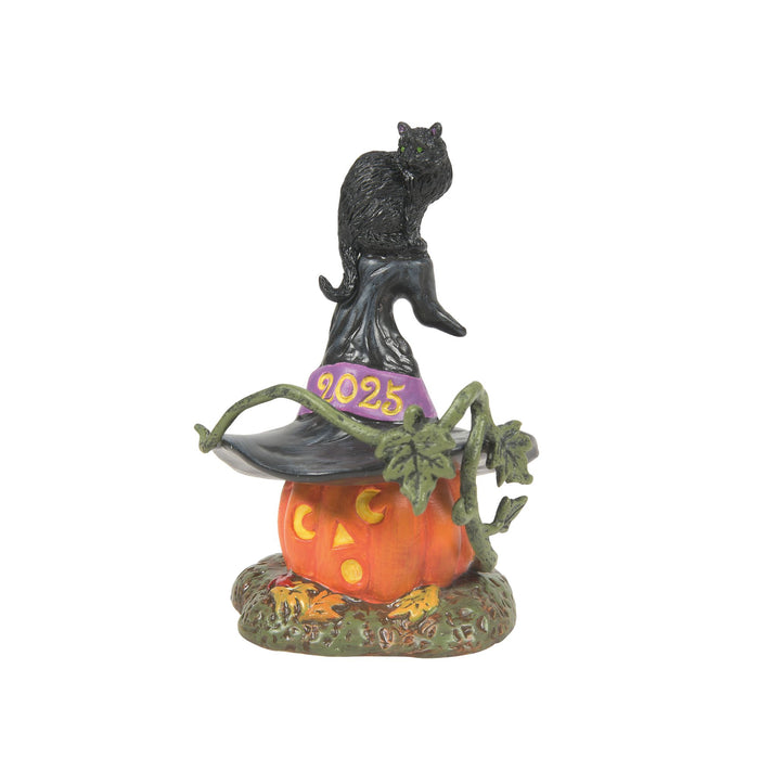 endura Feline Noir 2025
