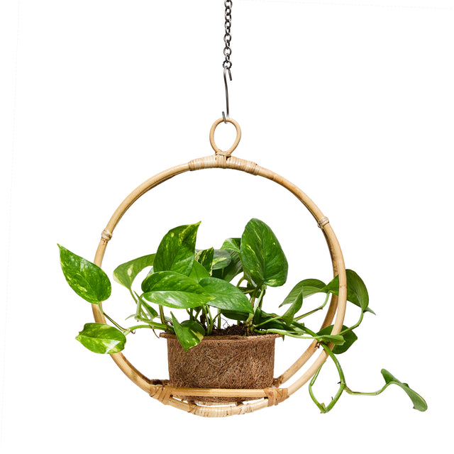entryways Hanging Halo Rattan & Coir Planter