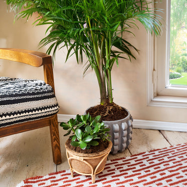 Entryways Nest Rattan & Coir Planter