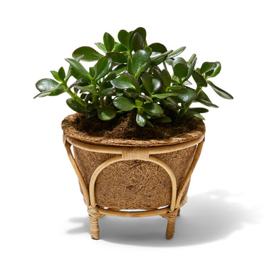 Entryways Nest Rattan & Coir Planter