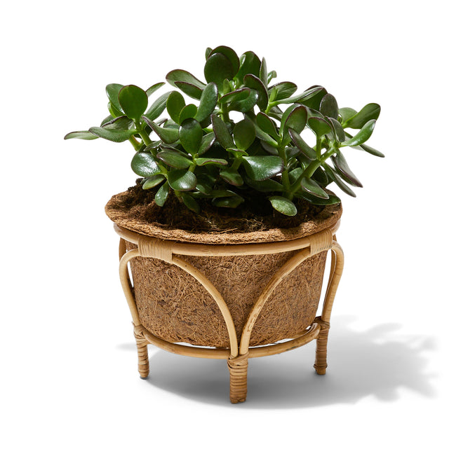 entryways Nest Rattan & Coir Planter