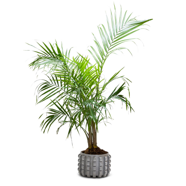 entryways Ripple Cement Planter