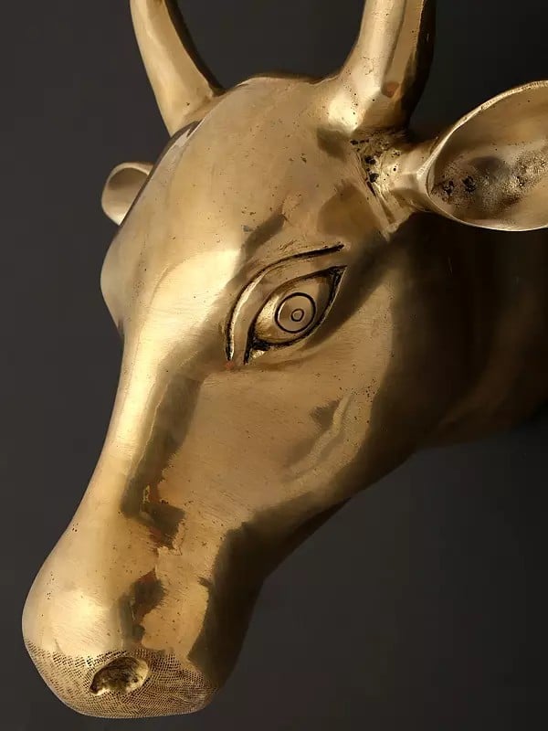 Exotic India 11" Wall Hanging Cow Head In Brass | Home Decor 