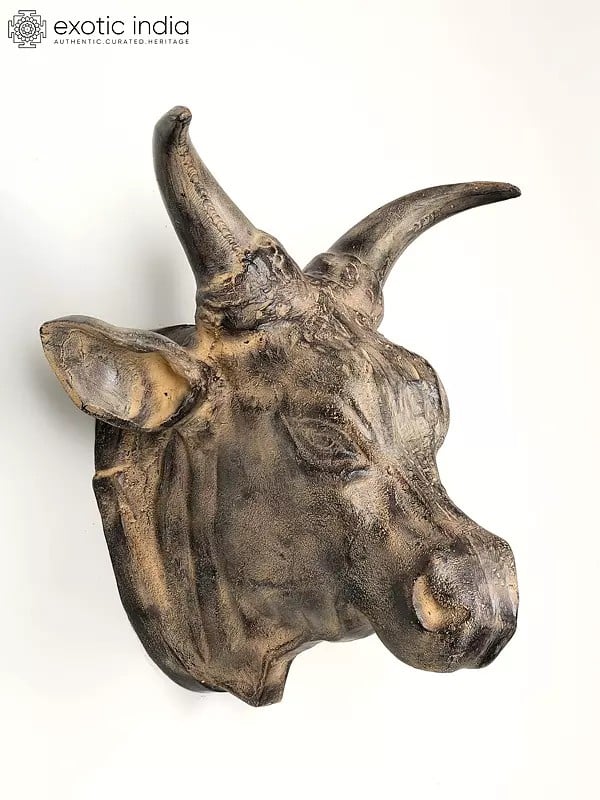 exotic india 19" Brass Fighting Bull Head | Wall Hanging | Home Decor 