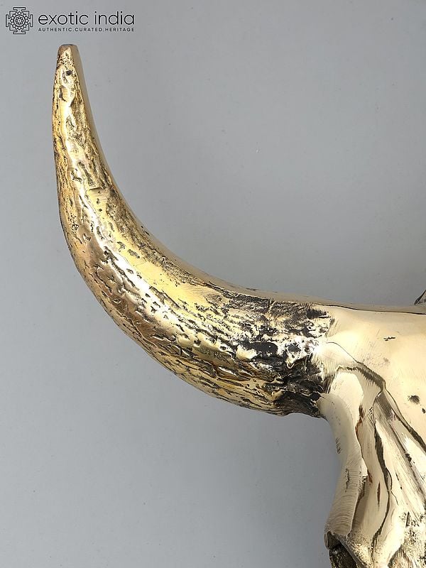 Exotic India 24" Brass Buffalo Skull | Wall Hanging | Home Decor