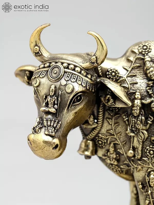 Exotic India 7" Superfine Kamadhenu Cow With All Gods And Goddesses | Brass Statue 
