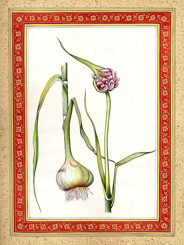 exotic india Garlic Plant 