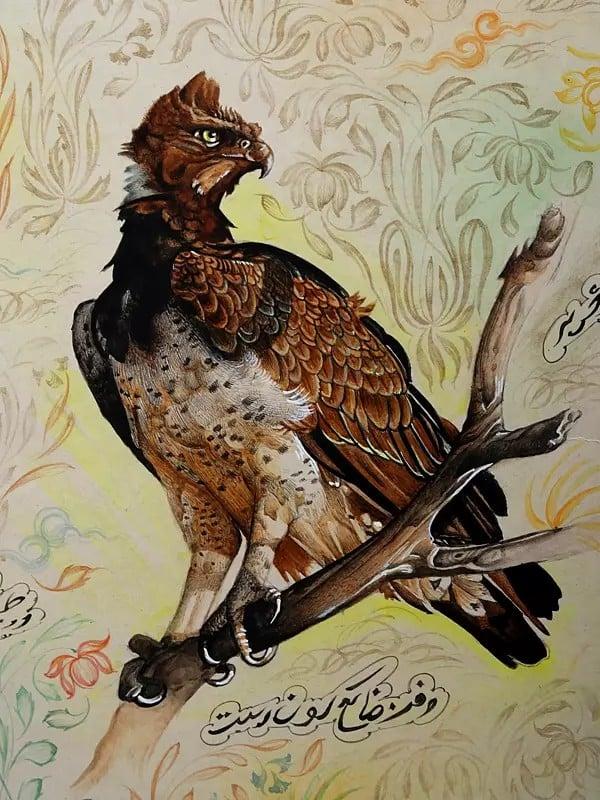 Exotic India Martial Eagle (Polemaetus Bellicosus) 