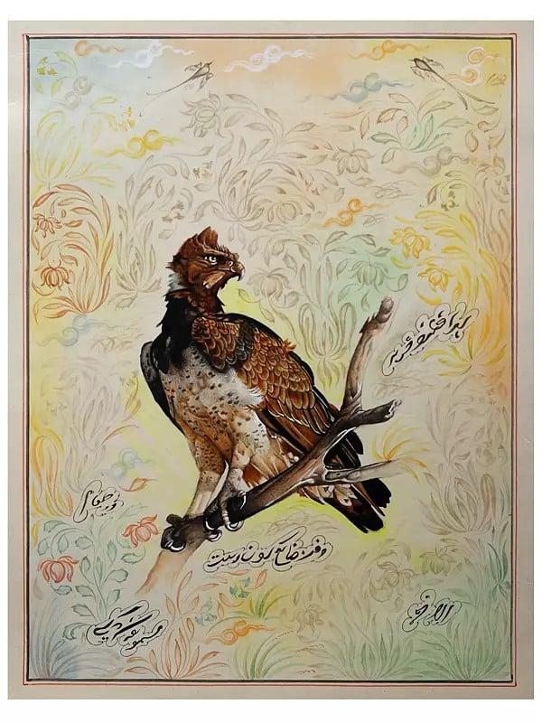 exotic india Martial Eagle (Polemaetus Bellicosus) 