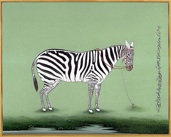 exotic india The Likeness of a Zebra 