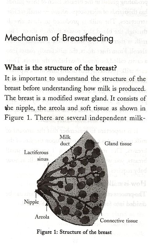 Exotic India Infant Nutrition - Are You Sure Your Baby Is Getting Proper Nutrition? 