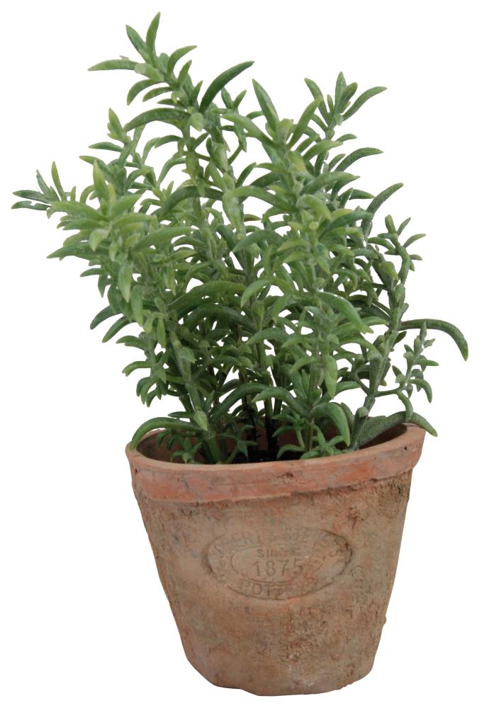 fallen fruits ARTIFICIAL THYME IN AGED TERRACOTTA POT (SMALL)