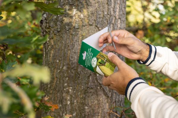 Fallen Fruits ALUMINIUM NAILS (4 X 3 SIZES)
