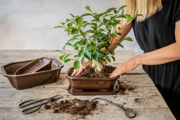 Fallen Fruits BONSAI POT RECTANGULAR (M)