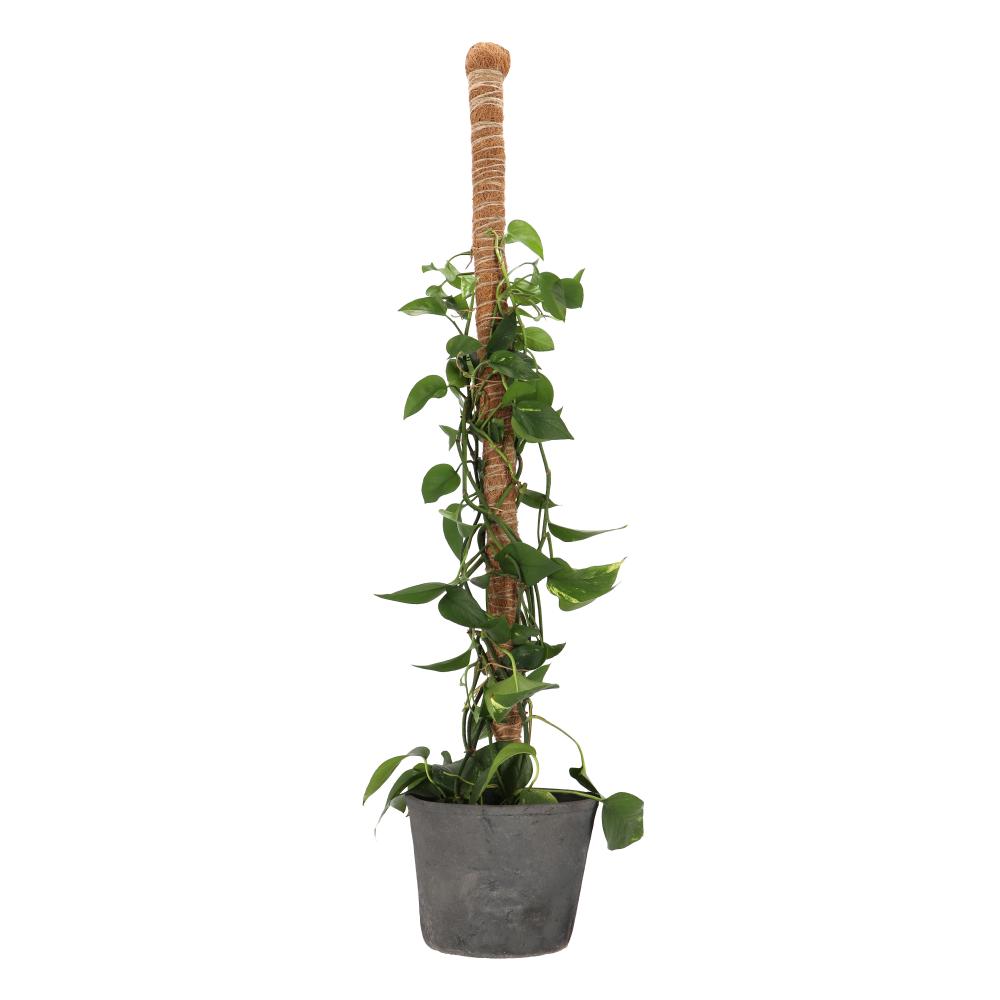 fallen fruits COIR PLANT SUPPORT STICK (L)