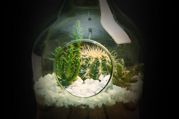 Fallen Fruits DIY SET TERRARIUM BOTTLE 3 LITRE