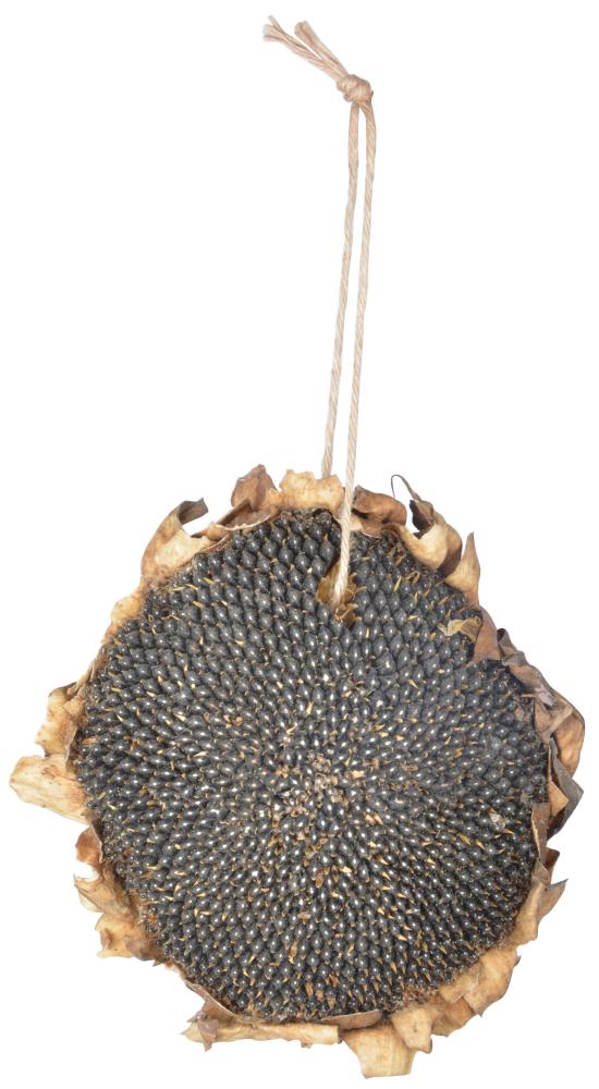 fallen fruits DRIED SUNFLOWER