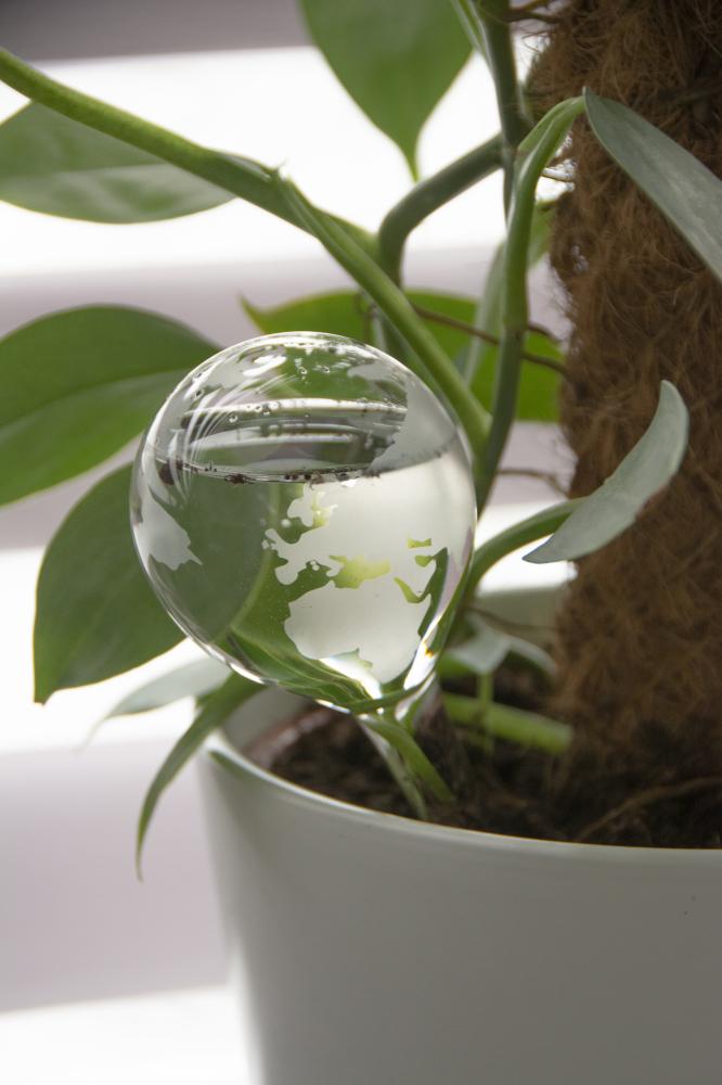 fallen fruits GLOBE PLANT WATERER