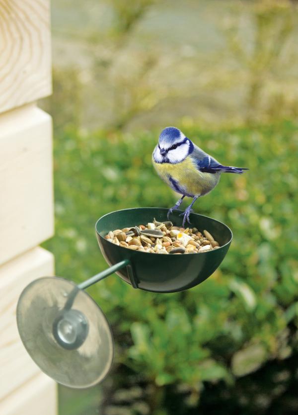 Fallen Fruits GREEN WINDOW FEEDER