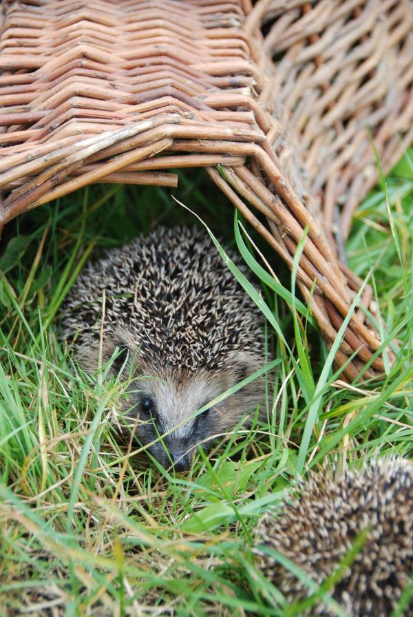 Fallen Fruits HEDGEHOG HOUSE