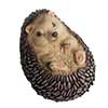 fallen fruits HEDGEHOG ON BACK LYING