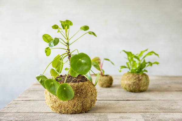 Fallen Fruits KOKEDAMA BALL (L)