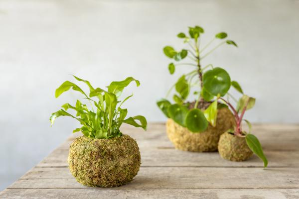 Fallen Fruits KOKEDAMA BALL (M)