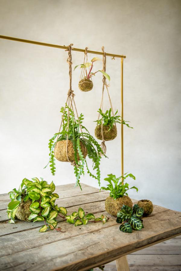 Fallen Fruits KOKEDAMA BALL (S)