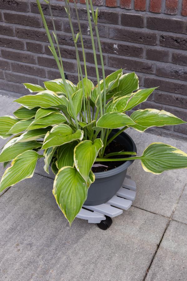 Fallen Fruits LARGE ROUND PLANT TROLLEY