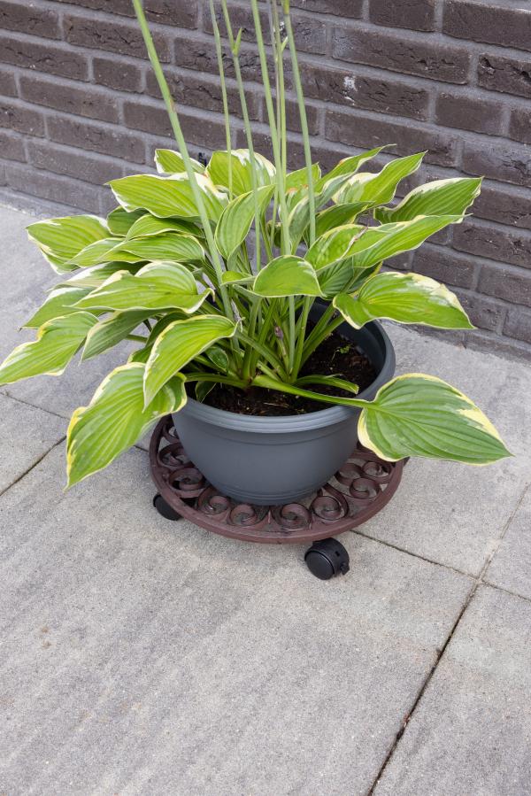 Fallen Fruits LARGE ROUND PLANT TROLLEY