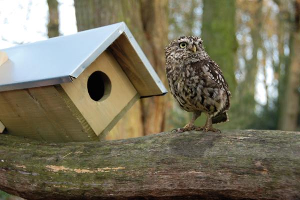 Fallen Fruits LITTLE OWL BOX FSC 100%