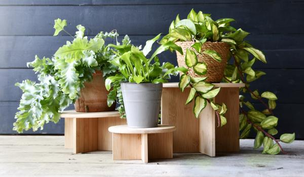 Fallen Fruits NG145 - BAMBOO PLANT STAND (M) FSC 100%