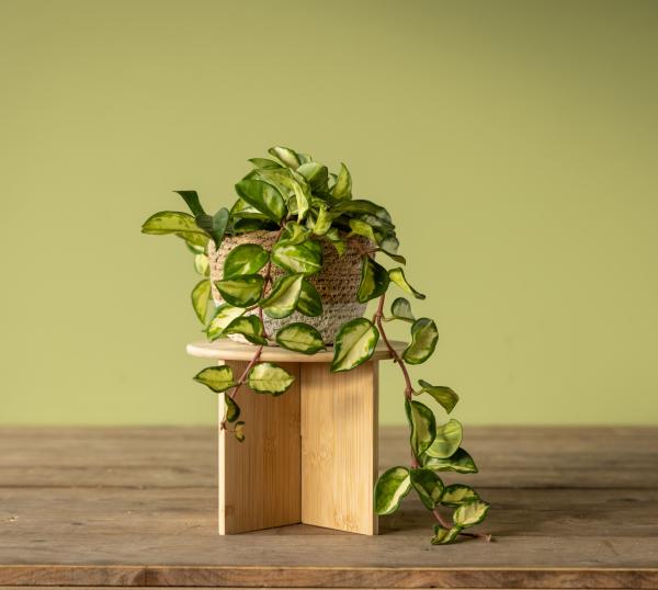 Fallen Fruits NG146 - BAMBOO PLANT STAND (L) FSC 100%