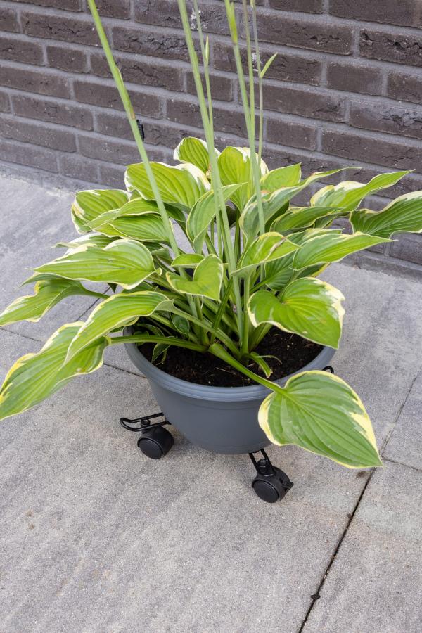 Fallen Fruits PLANT TROLLEY METAL ADJUSTABLE