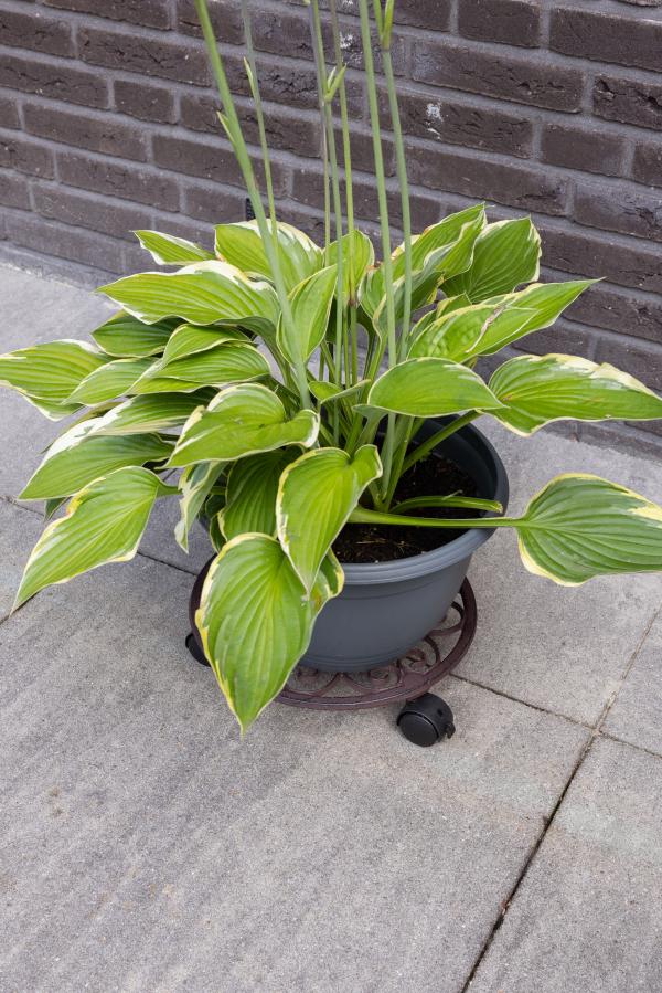 Fallen Fruits ROUND PLANT TROLLEY