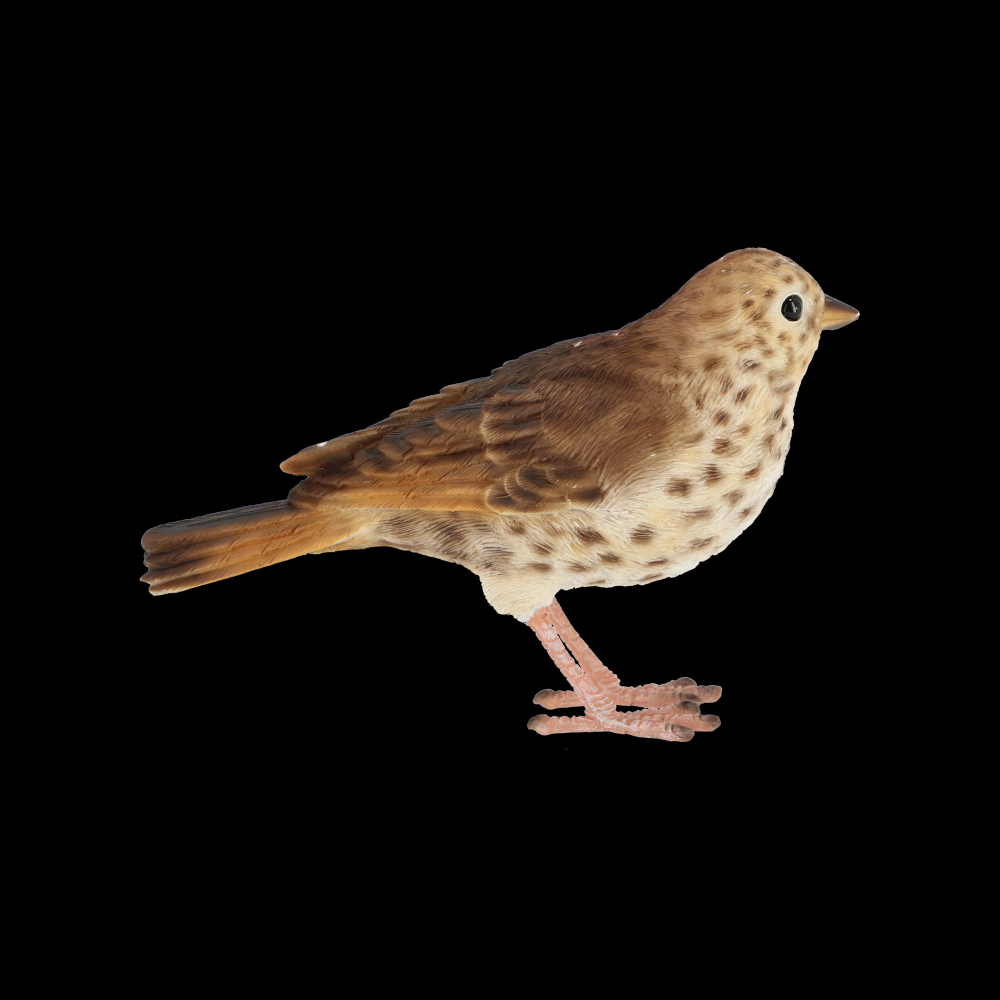 fallen fruits SONG THRUSH
