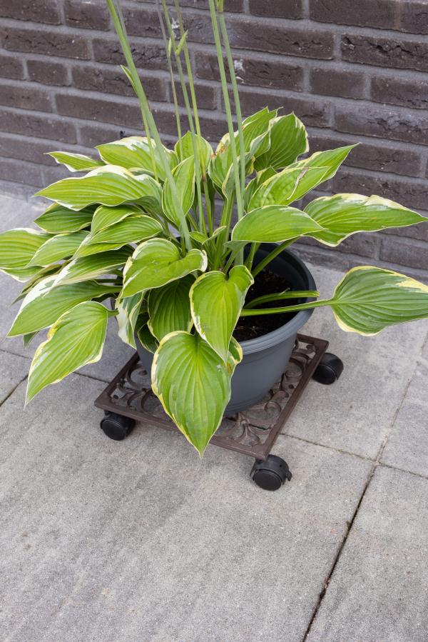 Fallen Fruits SQUARE PLANT TROLLEY