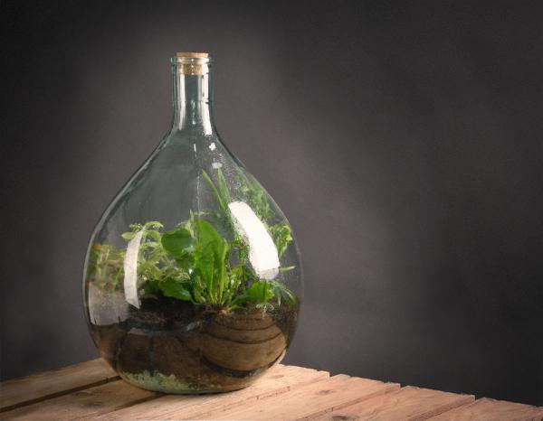 Fallen Fruits TERRARIUM BOTTLE 15L SET