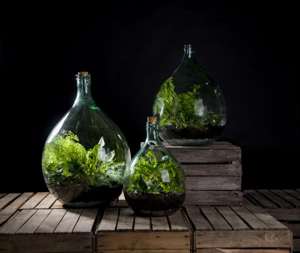 Fallen Fruits TERRARIUM BOTTLE 35L SET