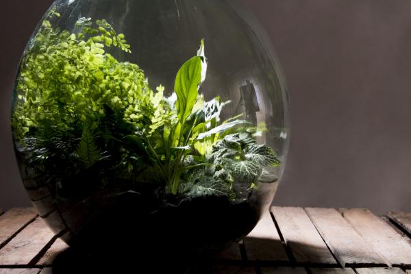 Fallen Fruits TERRARIUM BOTTLE 55L SET