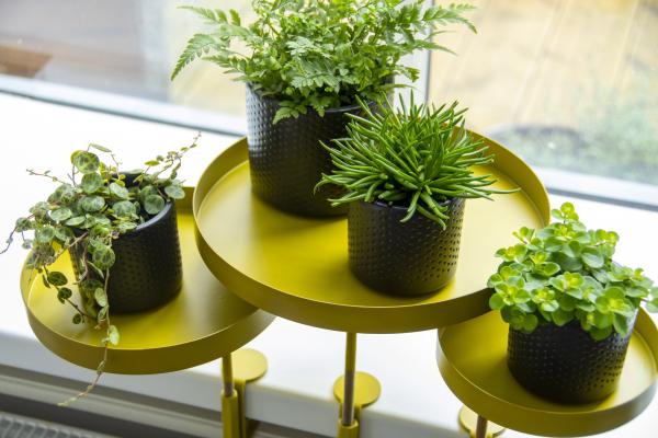 Fallen Fruits WINDOWSILL CLAMP GOLD L