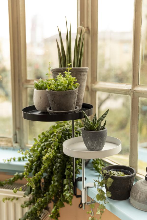 Fallen Fruits WINDOWSILL CLAMP M (ASS)