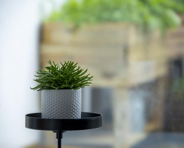 Fallen Fruits WINDOWSILL CLAMP S (ASS)