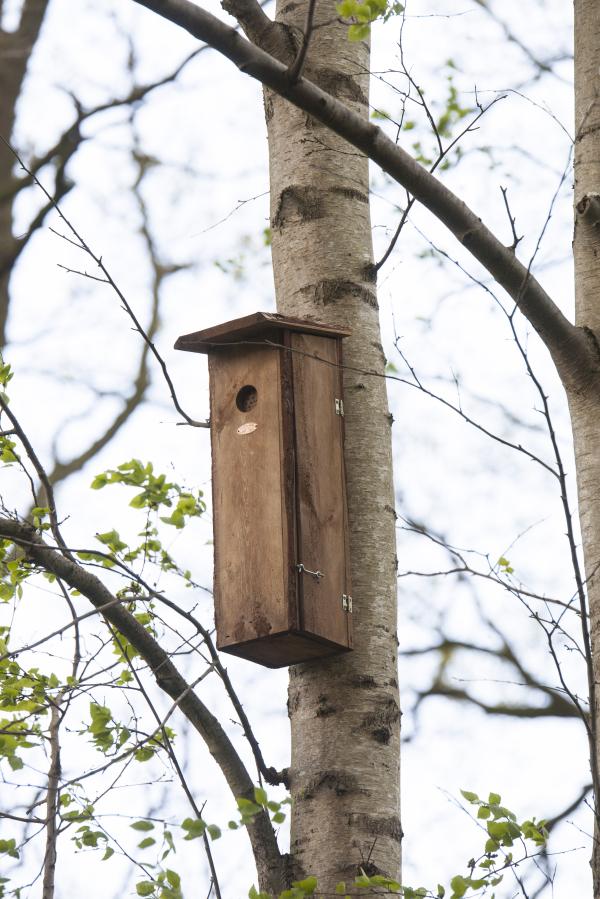 Fallen Fruits WOODPECKER BIRD HOUSE FSC 100%