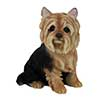 fallen fruits YORKSHIRE TERRIER SITTING