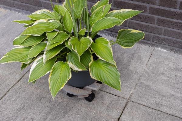 Fallen Fruits PLANT TROLLEY HEAVY DUTY (ROUND) FSC 100%